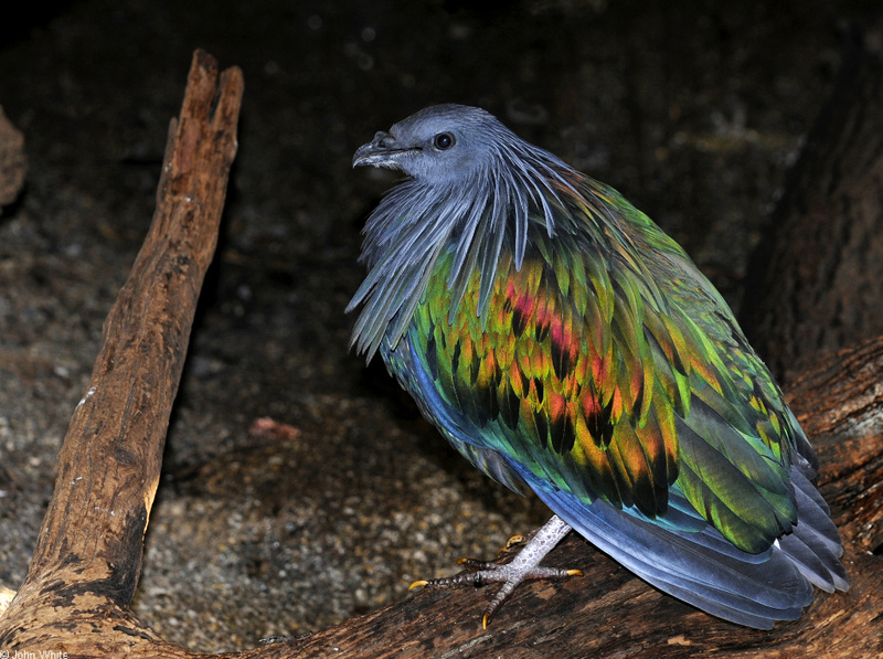 Nicobar Pigeon (Caloenas nicobarica)100; DISPLAY FULL IMAGE.