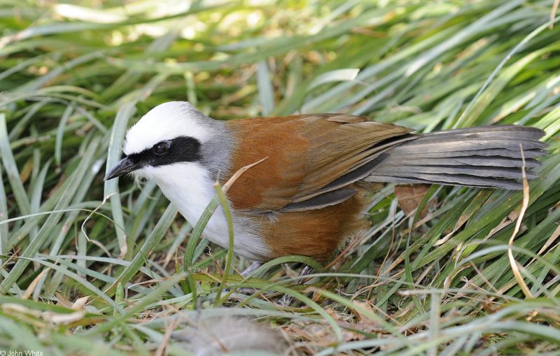 White-crested Laughingthrush (Garrulax leucolophus)01; DISPLAY FULL IMAGE.