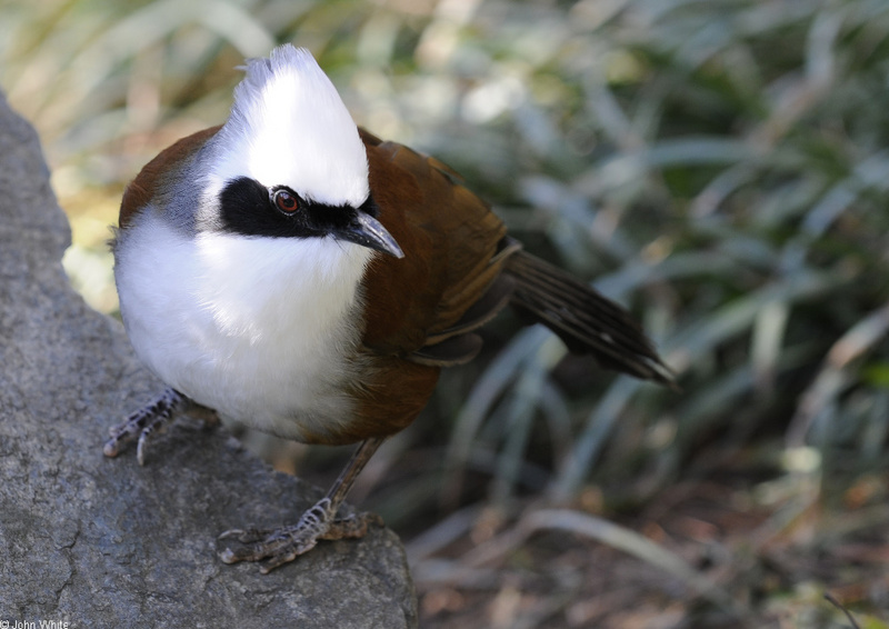 White-crested Laughingthrush (Garrulax leucolophus)03; DISPLAY FULL IMAGE.