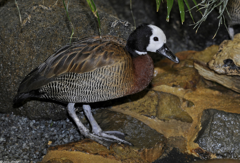 White-faced Whistling Duck (Dendrocygna viduata); DISPLAY FULL IMAGE.