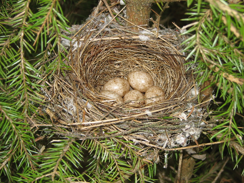 Sylvia curruca nest; DISPLAY FULL IMAGE.