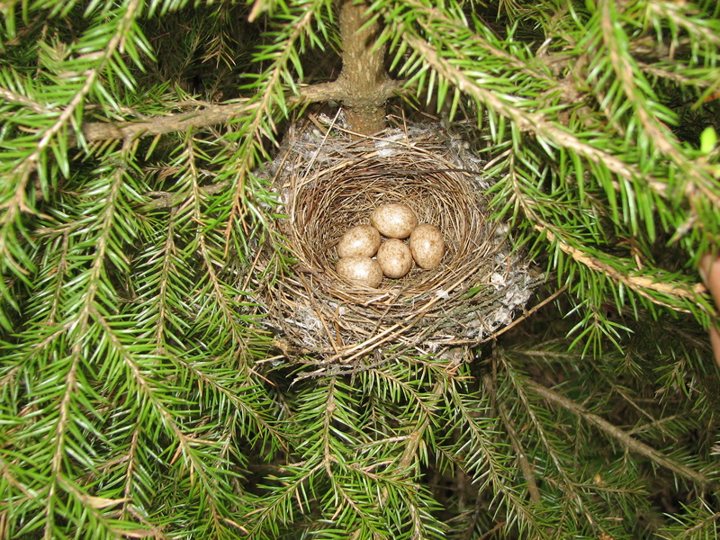 Sylvia curruca nest; DISPLAY FULL IMAGE.