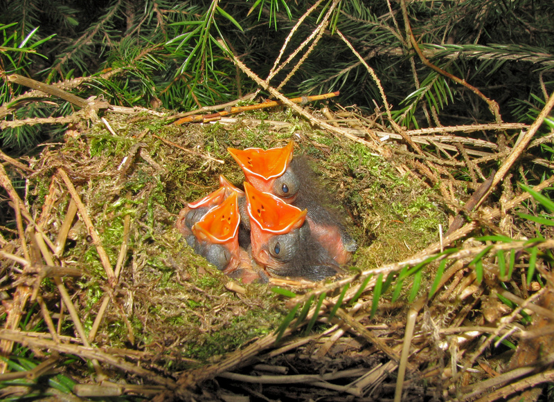 Prunella modularis nestlings, 6 day old; DISPLAY FULL IMAGE.