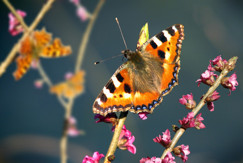 Aglais urticae - small tortoiseshell; DISPLAY FULL IMAGE.