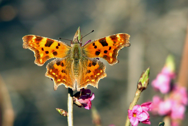 Polygonia c-album; DISPLAY FULL IMAGE.