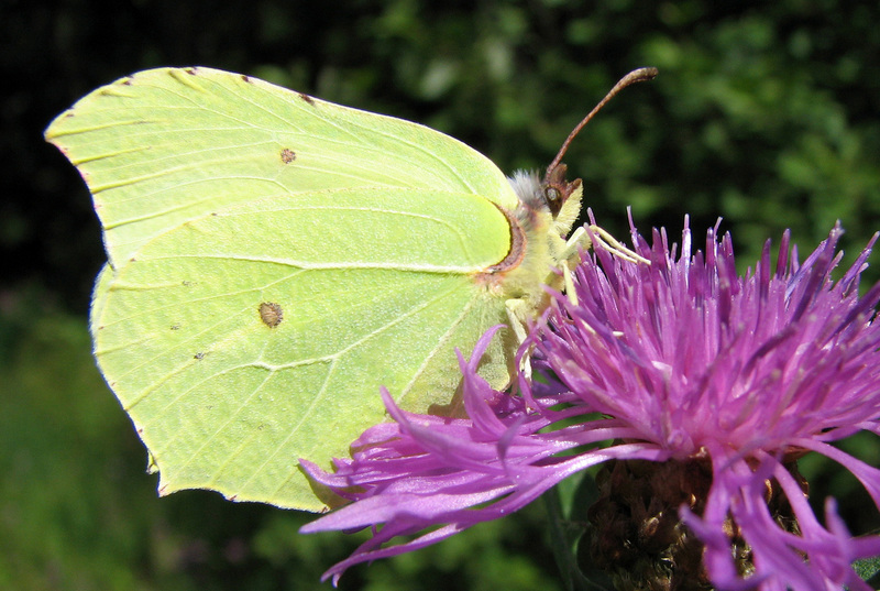 Gonepteryx rhamni; DISPLAY FULL IMAGE.