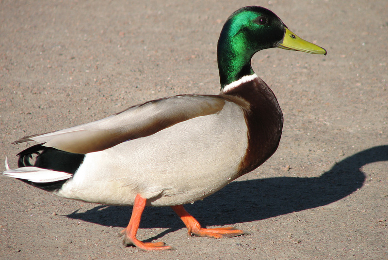 Anas platyrhynchos - Mallard; DISPLAY FULL IMAGE.