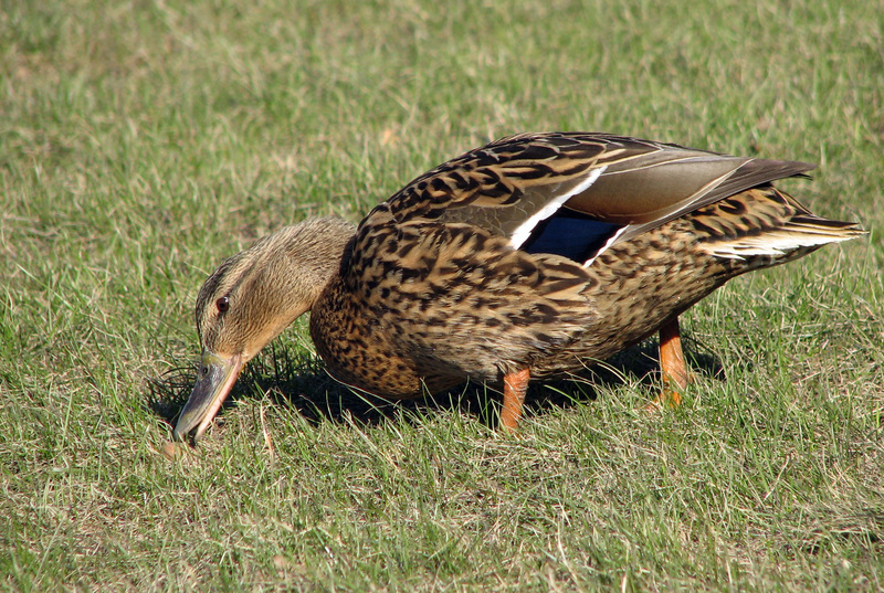 Anas platyrhynchos; DISPLAY FULL IMAGE.