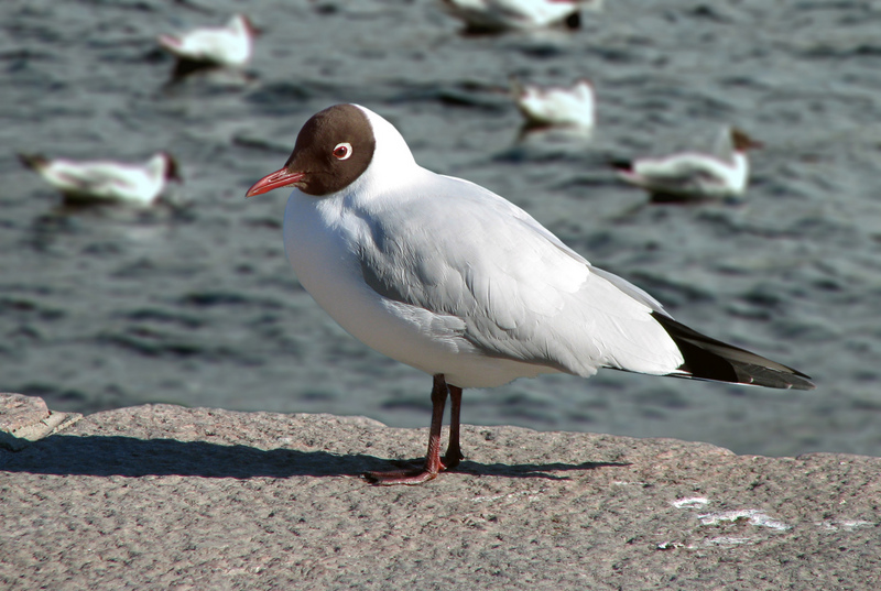 Larus ridibundus; DISPLAY FULL IMAGE.