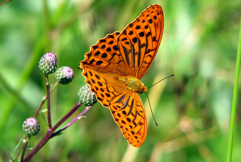 Argynnis paphia - silver-washed fritillary; DISPLAY FULL IMAGE.