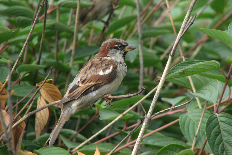 Passer domesticus; DISPLAY FULL IMAGE.