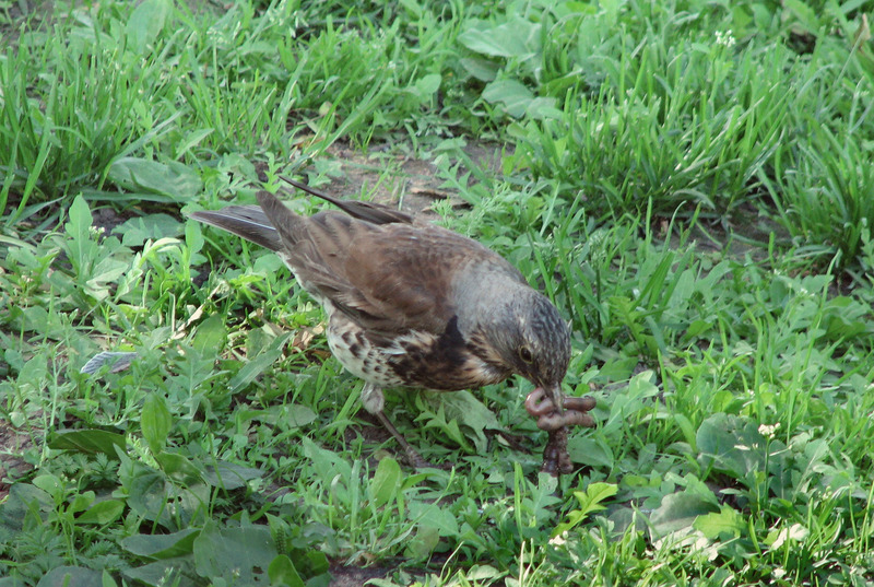 Turdus pilaris - Fieldfare; DISPLAY FULL IMAGE.