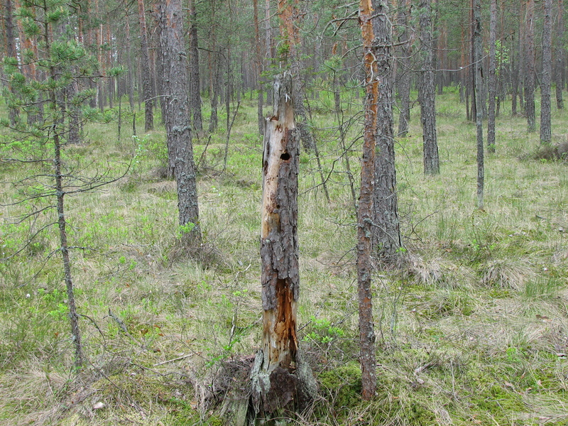 Parus cristatus nest-hole; DISPLAY FULL IMAGE.