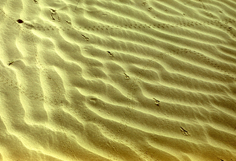 Podoces panderi tracks; DISPLAY FULL IMAGE.