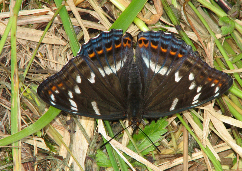 Limenitis populi; DISPLAY FULL IMAGE.