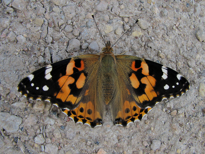 Vanessa cardui; DISPLAY FULL IMAGE.