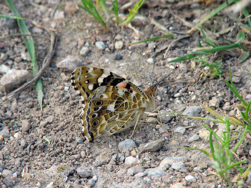 Vanessa cardui; DISPLAY FULL IMAGE.