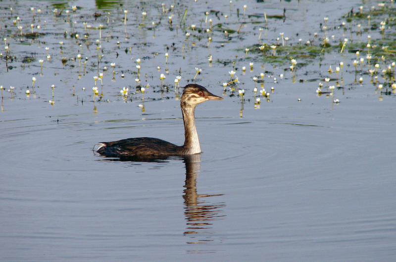 Podiceps auritus juv; DISPLAY FULL IMAGE.