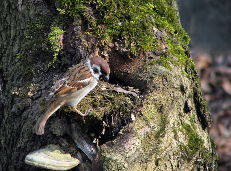 Passer montanus; DISPLAY FULL IMAGE.
