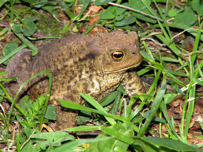 Bufo bufo; DISPLAY FULL IMAGE.