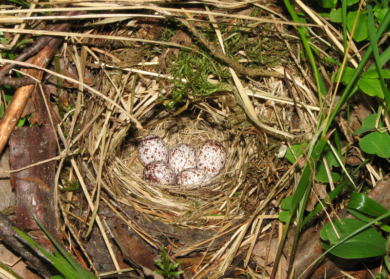 Phylloscopus sibilatrix nest; DISPLAY FULL IMAGE.