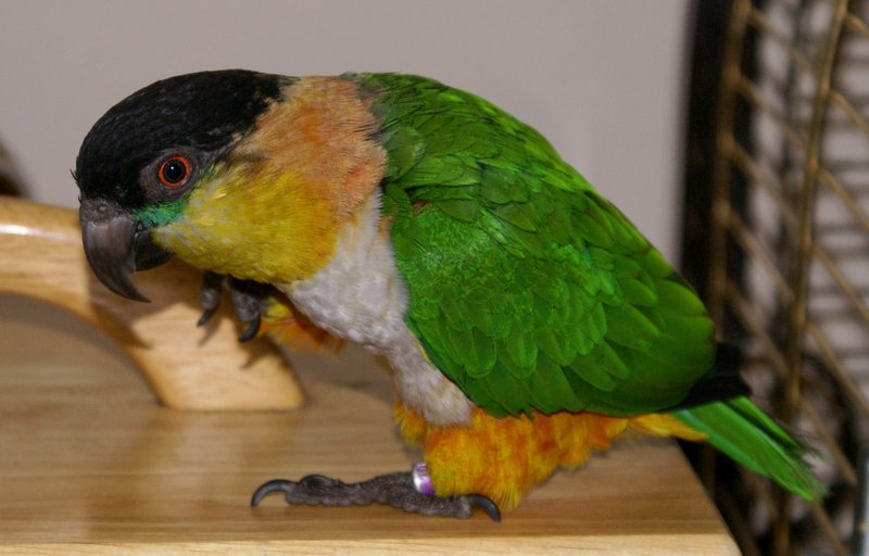 Black Headed Caique; DISPLAY FULL IMAGE.