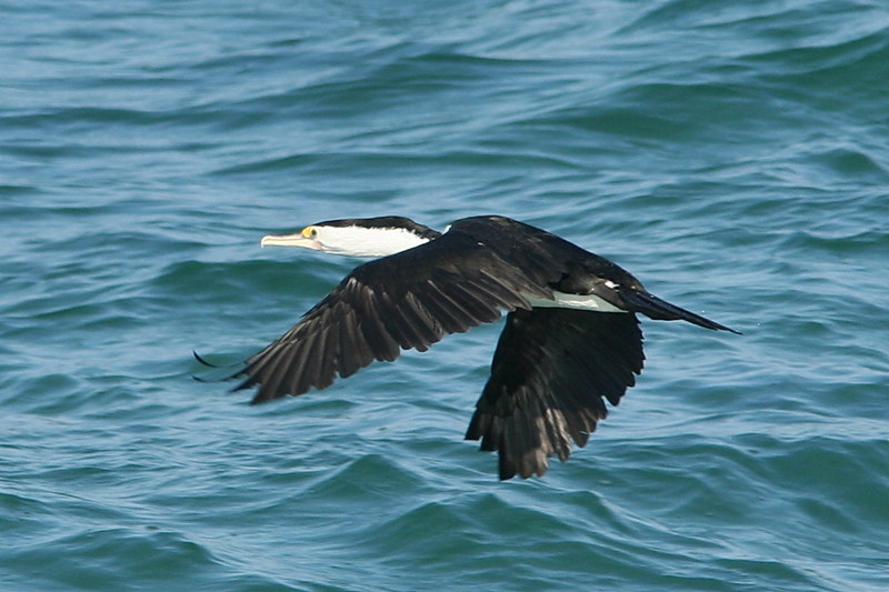 Pied Cormorant (Phalacrocorax varius) - Wiki; DISPLAY FULL IMAGE.