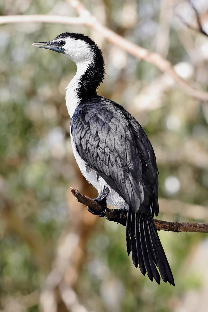 Little Pied Cormorant (Phalacrocorax melanoleucos) - Wiki; DISPLAY FULL IMAGE.