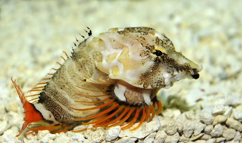 Grunt Sculpin (Rhamphocottus richardsoni); DISPLAY FULL IMAGE.