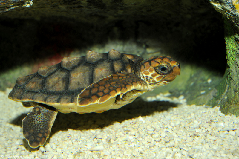 Loggerhead Sea Turtle (Caretta caretta); DISPLAY FULL IMAGE.