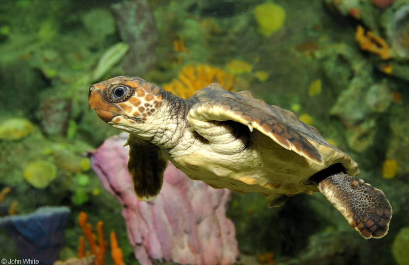 Loggerhead Sea Turtle (Caretta caretta); DISPLAY FULL IMAGE.