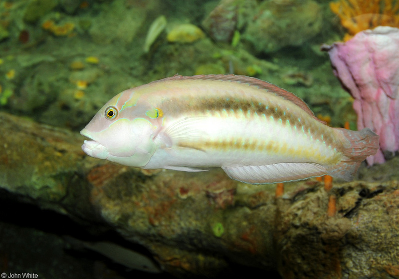 Slippery Dick (Halichoeres bivittatus); DISPLAY FULL IMAGE.