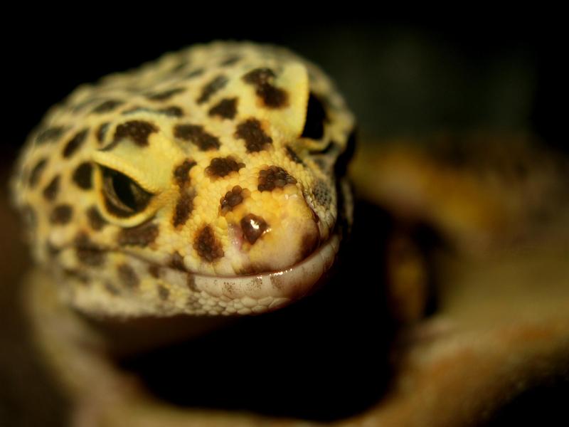 Leopard Gecko (Eublepharis macularius); DISPLAY FULL IMAGE.