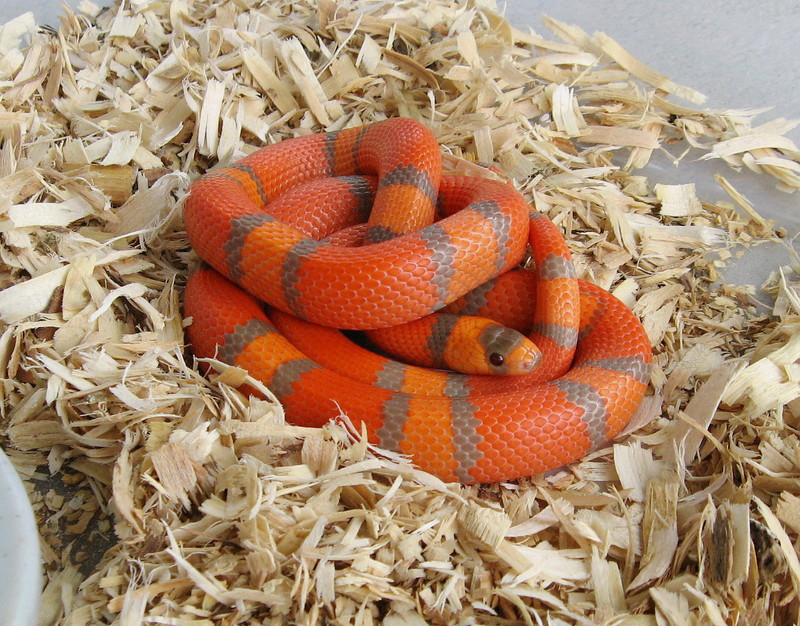 Extreme Hypo Honduran Milksnake; DISPLAY FULL IMAGE.