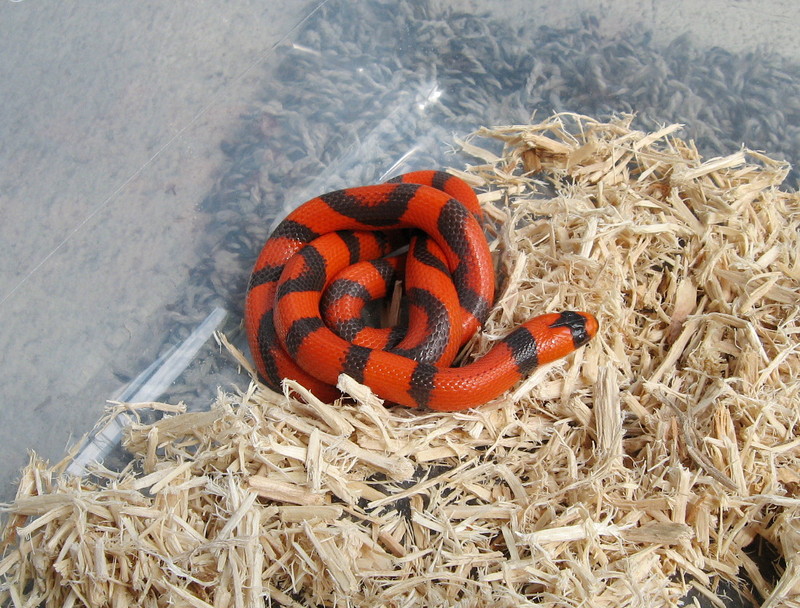 aberrant patterned hypo Honduran Milksnake; DISPLAY FULL IMAGE.
