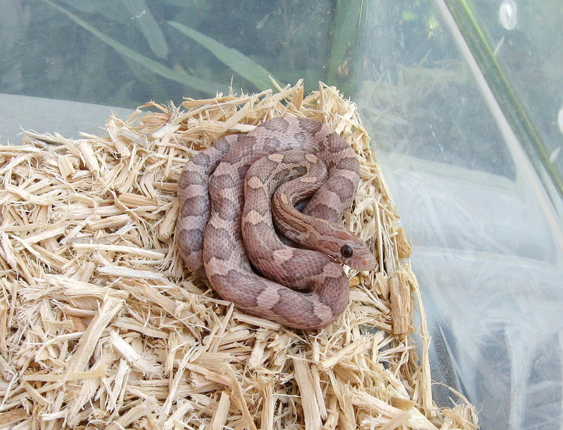 Hypo Lavender Cornsnake; DISPLAY FULL IMAGE.