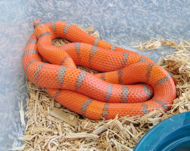 Extreme Hypo Honduran Milksnake; DISPLAY FULL IMAGE.