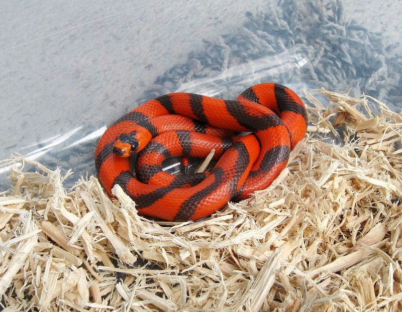 aberrant Honduran Milksnake; DISPLAY FULL IMAGE.