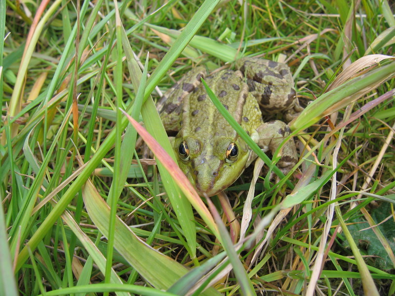 frog; DISPLAY FULL IMAGE.