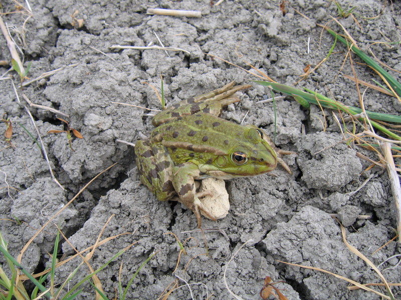 frog; DISPLAY FULL IMAGE.