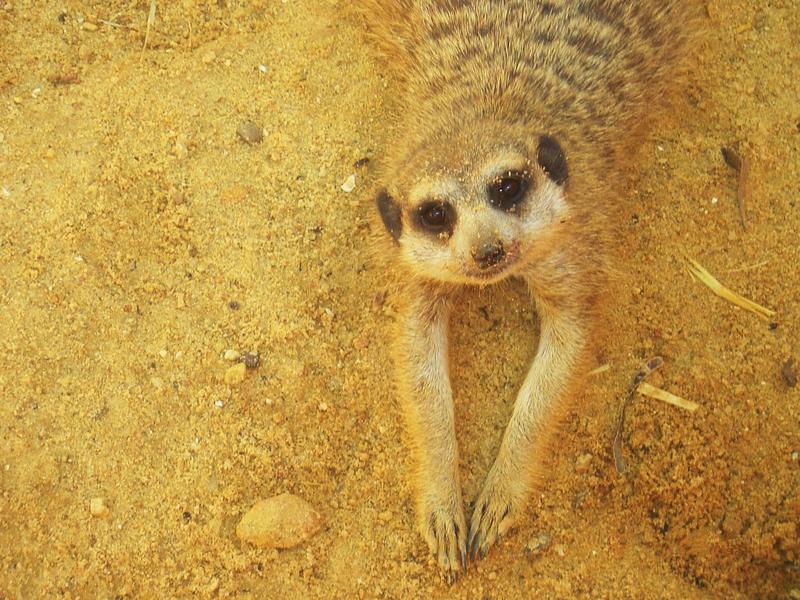 Meerkat (Suricata suricatta); DISPLAY FULL IMAGE.