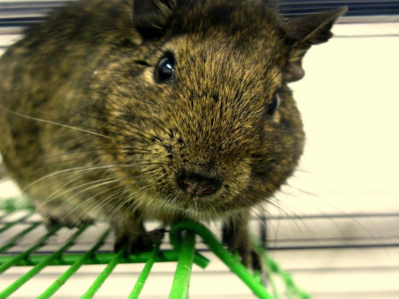 Degu (Octodon degus); DISPLAY FULL IMAGE.