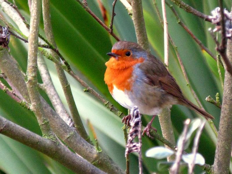 European Robin (Erithacus rubecula); DISPLAY FULL IMAGE.