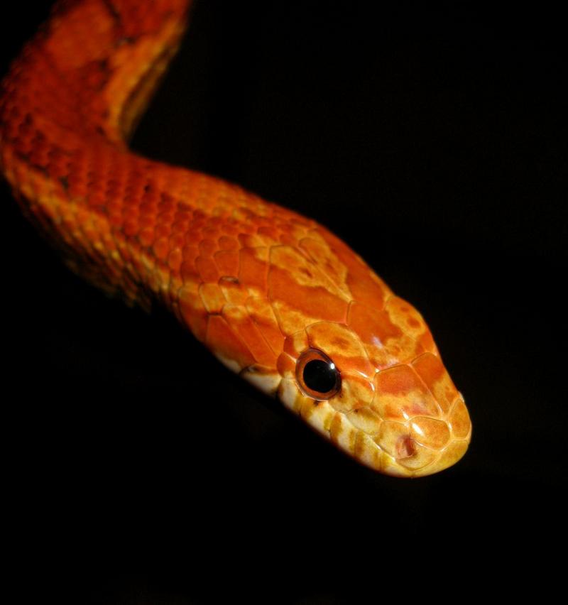 Corn Snake (Elaphe guttata guttata); DISPLAY FULL IMAGE.