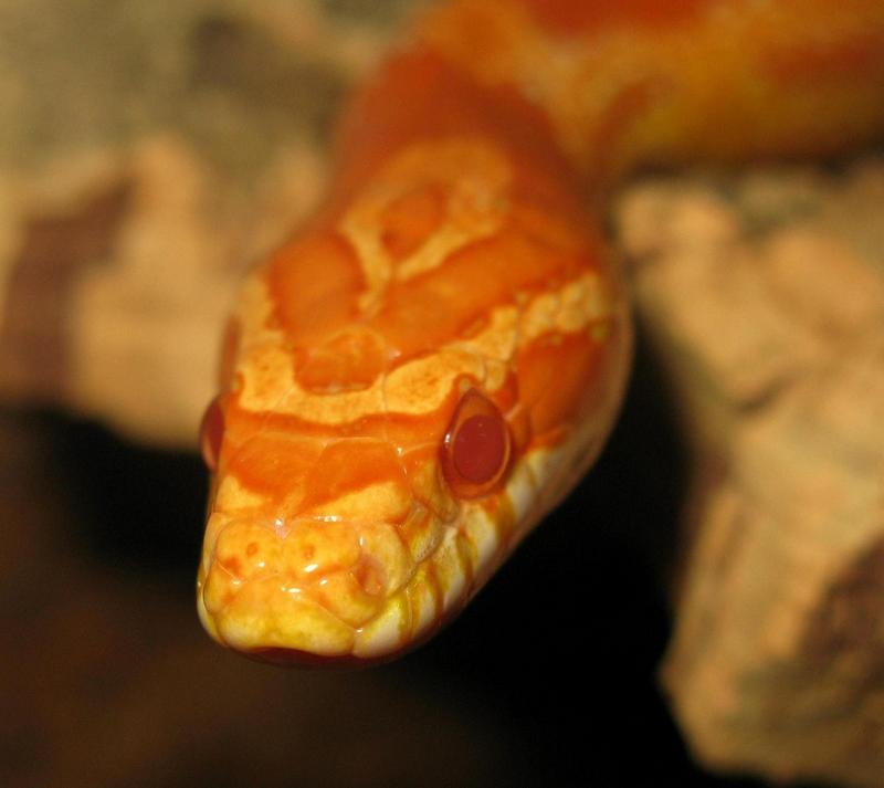 Corn Snake (Elaphe guttata guttata); DISPLAY FULL IMAGE.