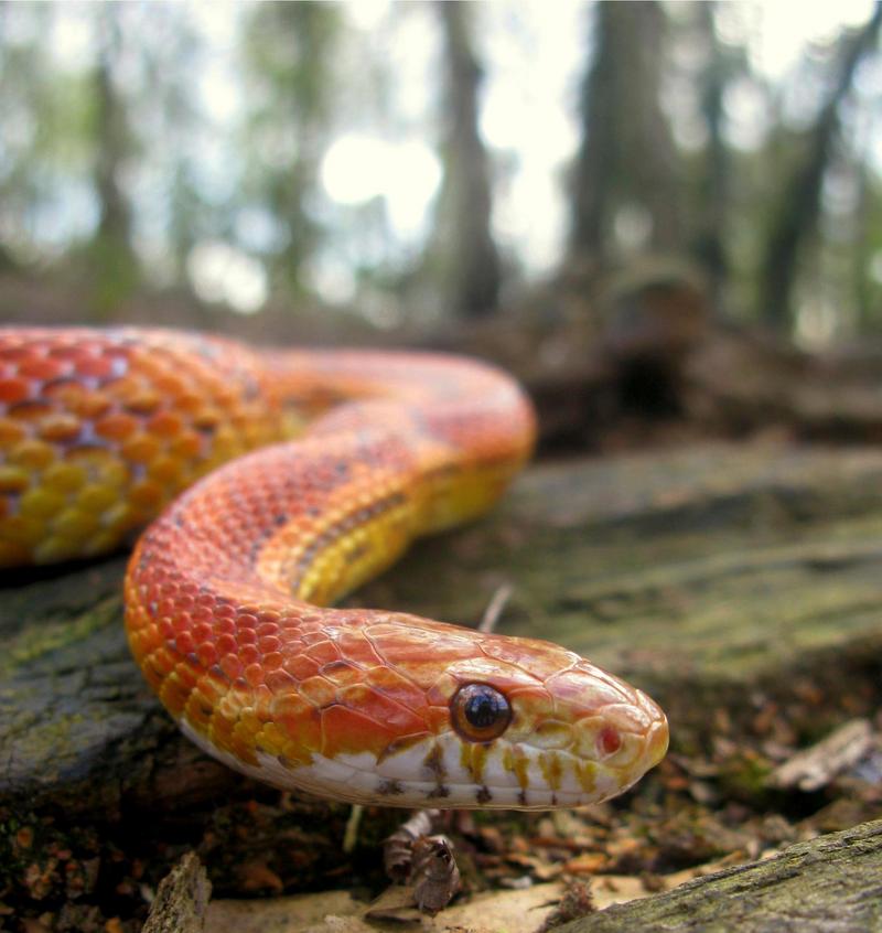 Corn Snake (Elaphe guttata guttata); DISPLAY FULL IMAGE.