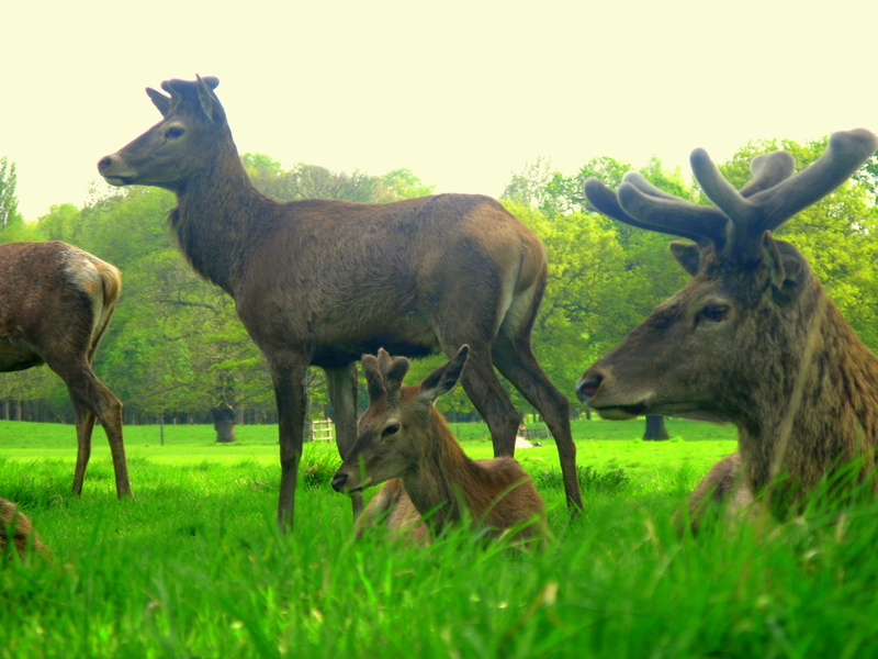 Red Deer (Cervus elaphus); DISPLAY FULL IMAGE.