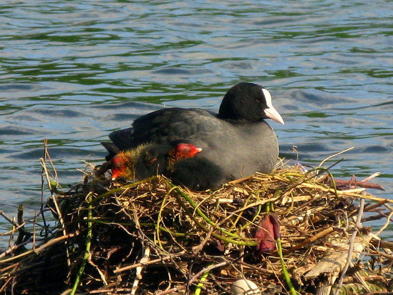 Coot (Fulica atra); DISPLAY FULL IMAGE.