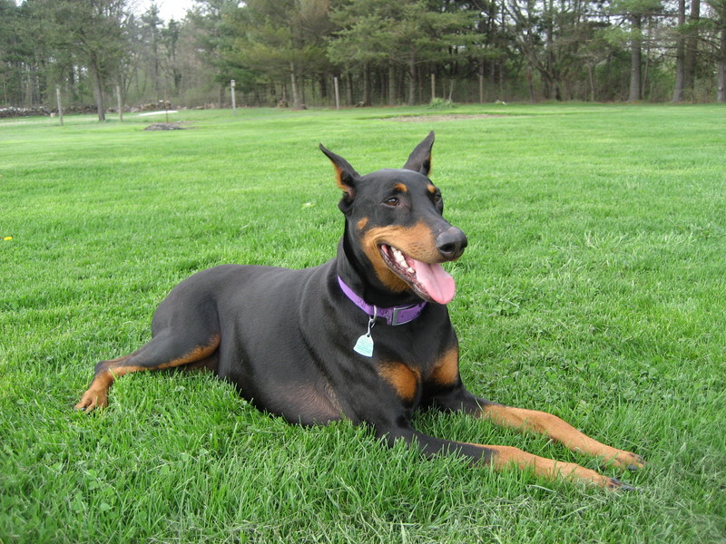 Doberman Pinscher; DISPLAY FULL IMAGE.