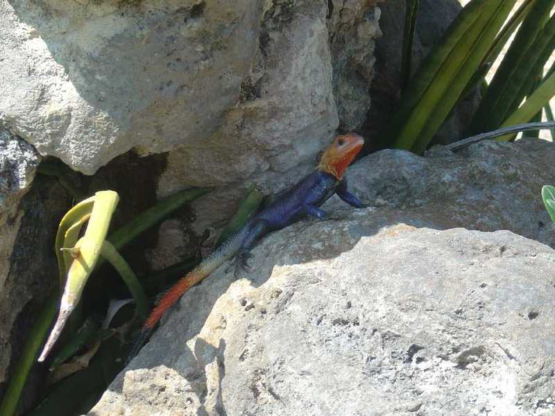 Lizard; DISPLAY FULL IMAGE.